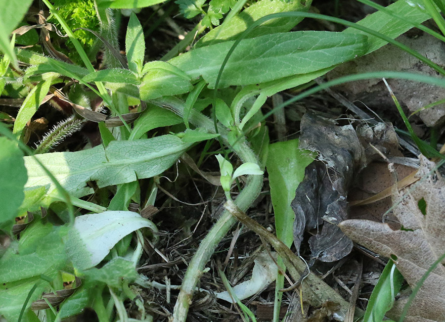 Campanula rapunculus e Campanula trachelium